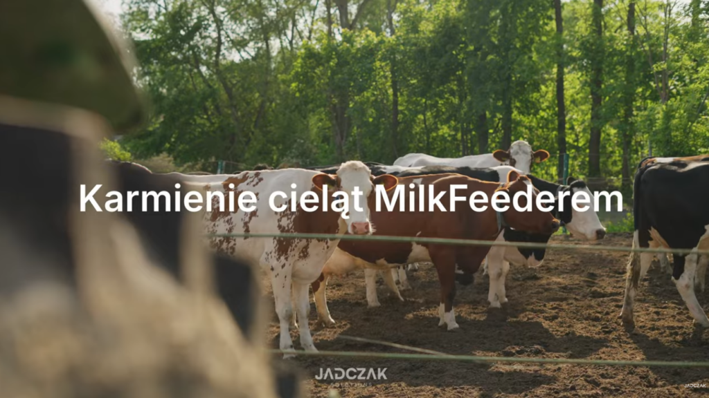 Kadr z filmu o karmieniu cieląt przy użyciu taksówki mlecznej.